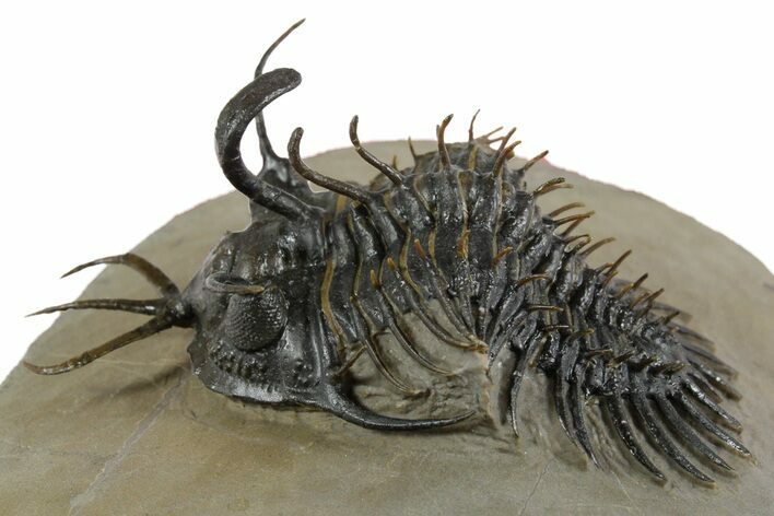 Short-Fork Walliserops Hammi Trilobite - Foum Zguid, Morocco #350488